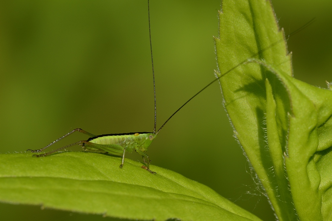 Ortottero Conocephalinae: Anisoptera sp.